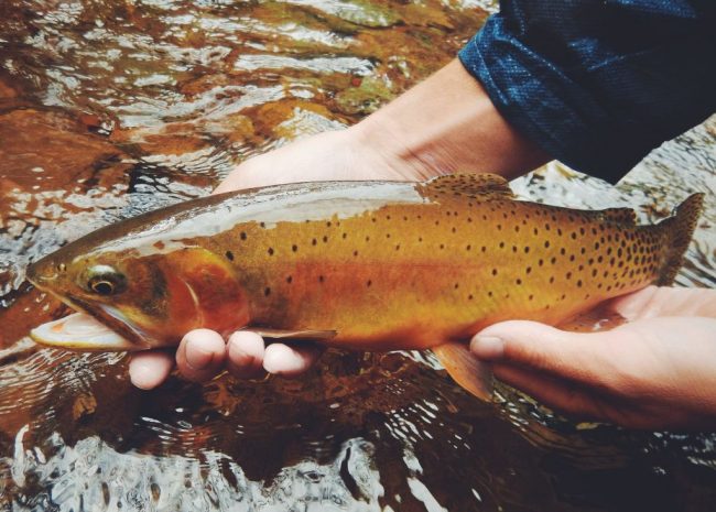 Colorado-Cutthroat-Fly-Fishing-San-Juan-Mountains-Duranglers.jpg