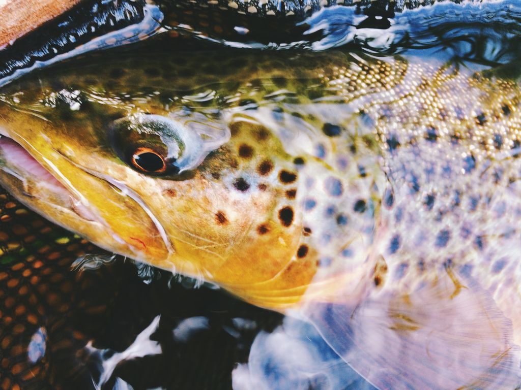 Dos-Mosca-Fly-Fishing-Brown-Trout-Duranglers-Durango-.jpg
