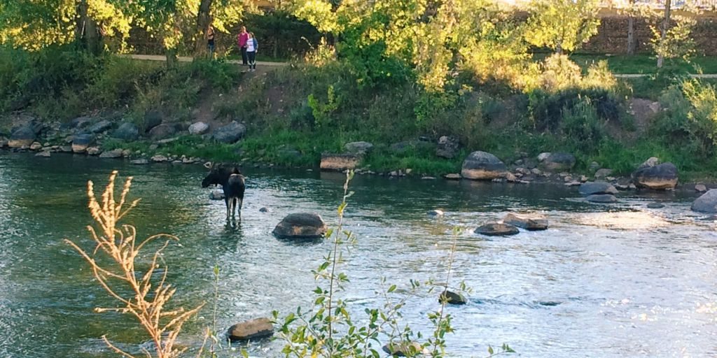 Animas-River-Moose-.jpg Animas-River-Moose-.jpg
