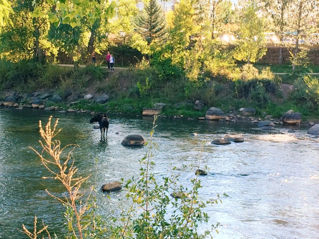 Animas-River-Moose-.jpg