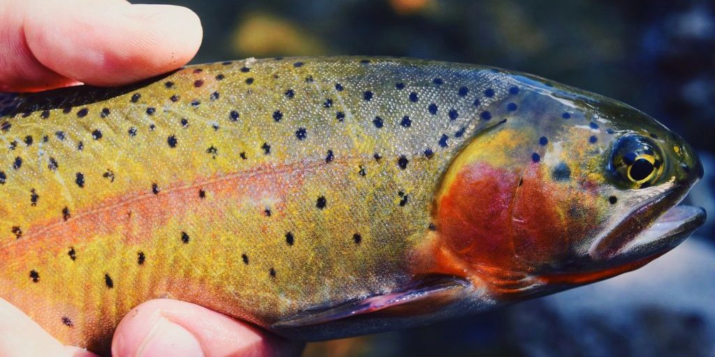 Colorado-Cutthroat-Duranglers-Fly-Fishing-Jake.jpg Colorado-Cutthroat-Duranglers-Fly-Fishing-Jake.jpg