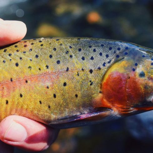 Colorado-Cutthroat-Duranglers-Fly-Fishing-Jake.jpg