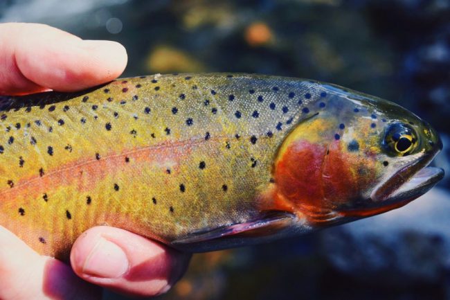 Colorado-Cutthroat-Duranglers-Fly-Fishing-Jake.jpg