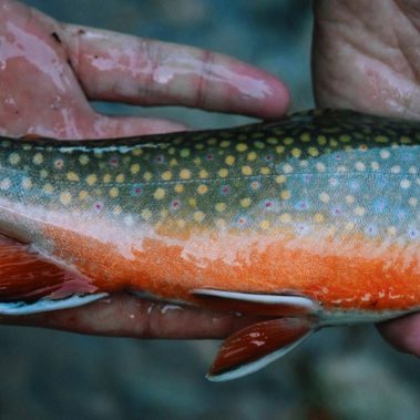 Jake-Fall-Colors-Brook-Trout.jpg