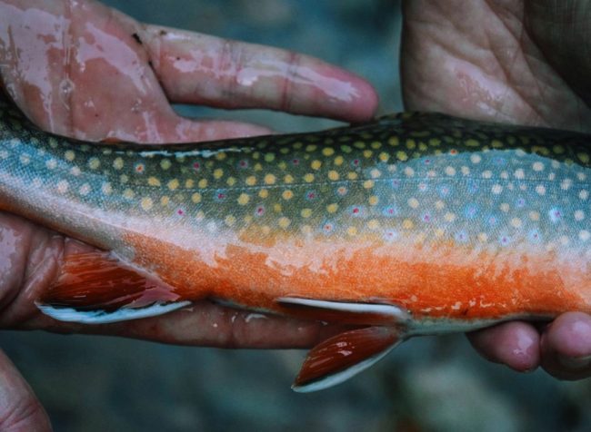 Jake-Fall-Colors-Brook-Trout.jpg