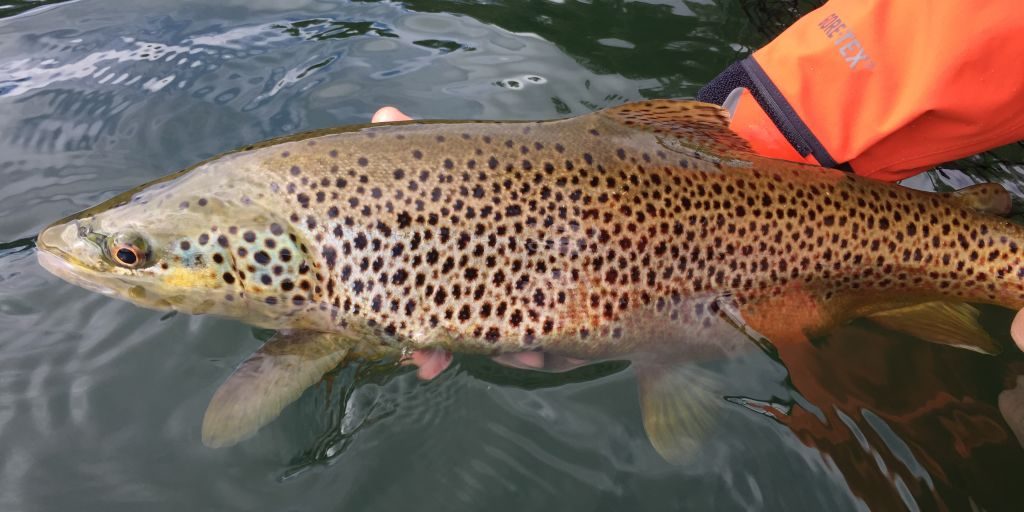 Derek Brown Trout Colorado Lake Fishing