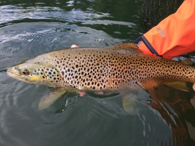 Derek Brown Trout Colorado Lake Fishing