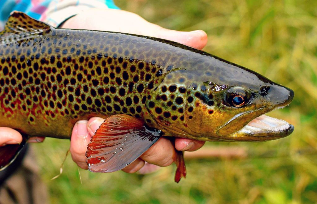 Jake Duranglers Colorado Fly Fishing Brown Trout Duranglers