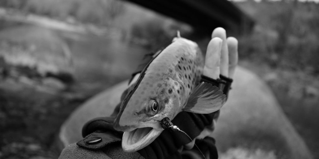 Animas River Winter Fishing Brown Trout- Andy McKinley Duranglers
