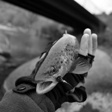 Animas River Winter Fishing Brown Trout- Andy McKinley Duranglers