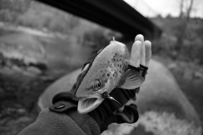 Animas River Winter Fishing Brown Trout- Andy McKinley Duranglers