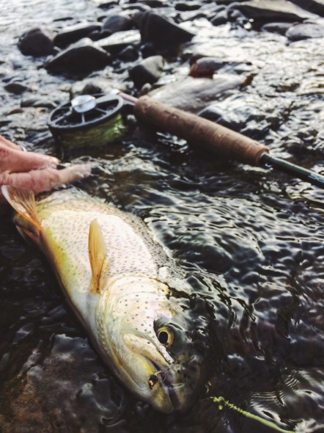 Duranglers-Winter-Fly-Fishing-Report-Midges-Colorado-Fly-Fishing.jpg