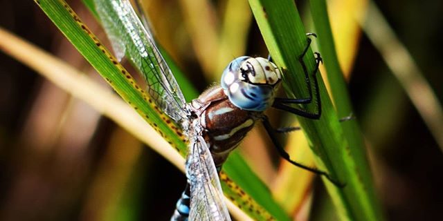 Jake Ballard Macro Photo - Colorado Fly Fishing