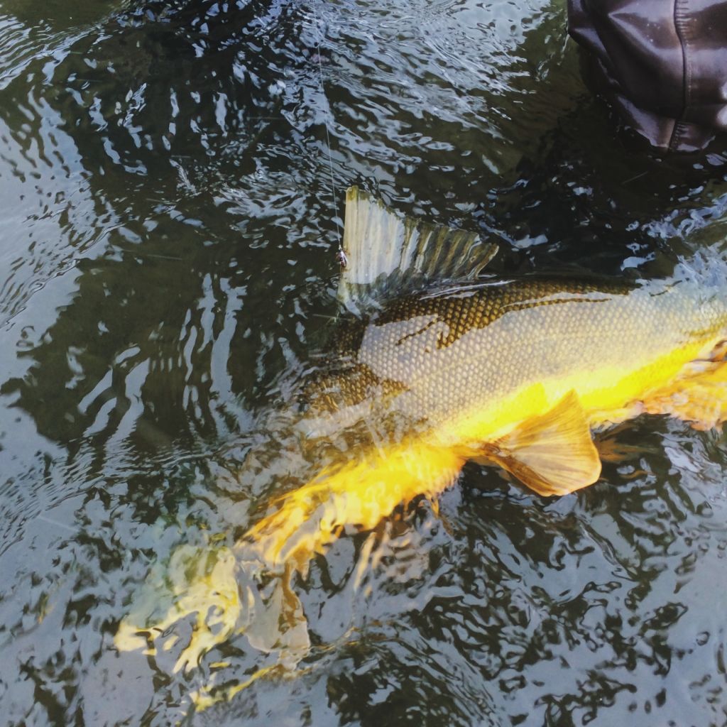 Animas River Gold Sucker