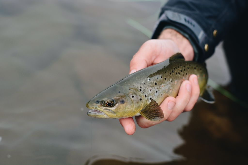 Small-Brown-Trout-Animas-River-Winter-Fly-Fishing-Duranglers.jpg