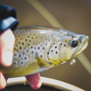 Small-Brown-Trout-Winter-Fishing-Andy-McKinley-Duranglers-Close-up.jpg