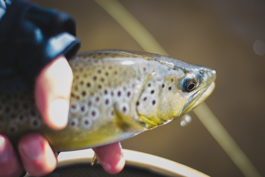 Small-Brown-Trout-Winter-Fishing-Andy-McKinley-Duranglers-Close-up.jpg