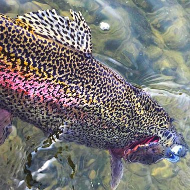 Tatted - San Juan River Rainbow Derek Ems