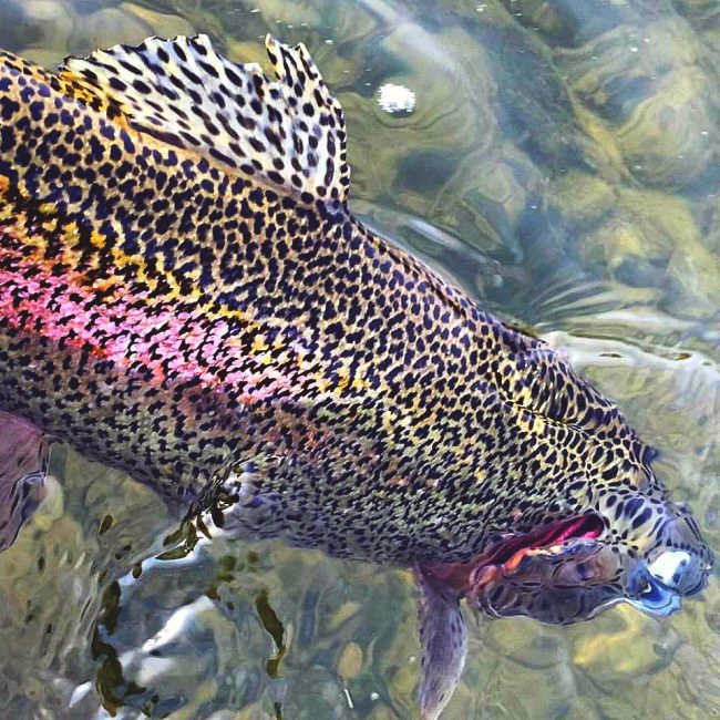 Tatted - San Juan River Rainbow Derek Ems