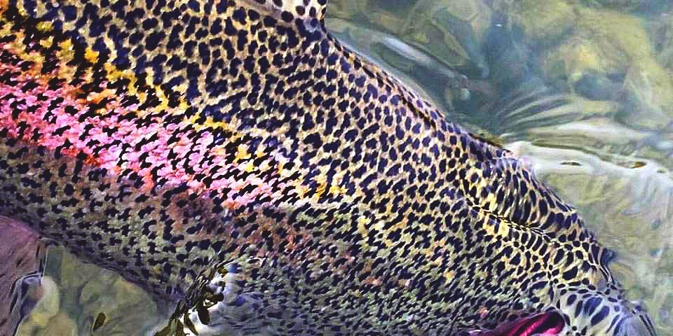 Tatted - San Juan River Rainbow Derek Ems