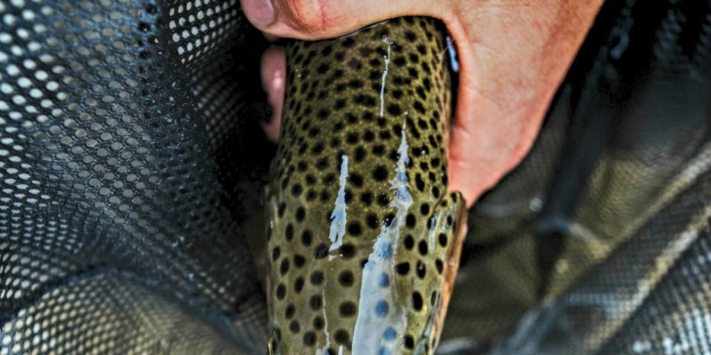 Leporad head Andy McKinley Duranglers Animas River Fly Fishing