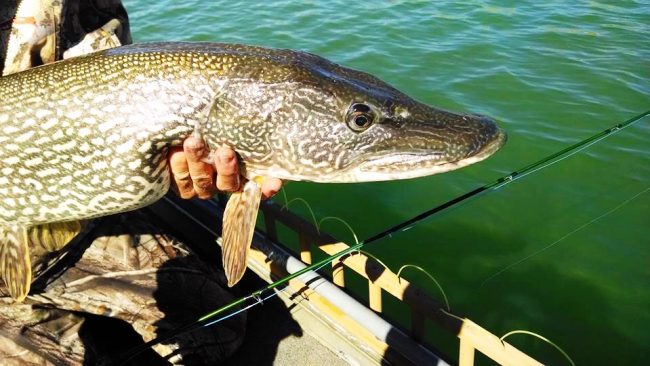 Pike-on-the-Fly-Mark-Engler-Duranglers.jpg