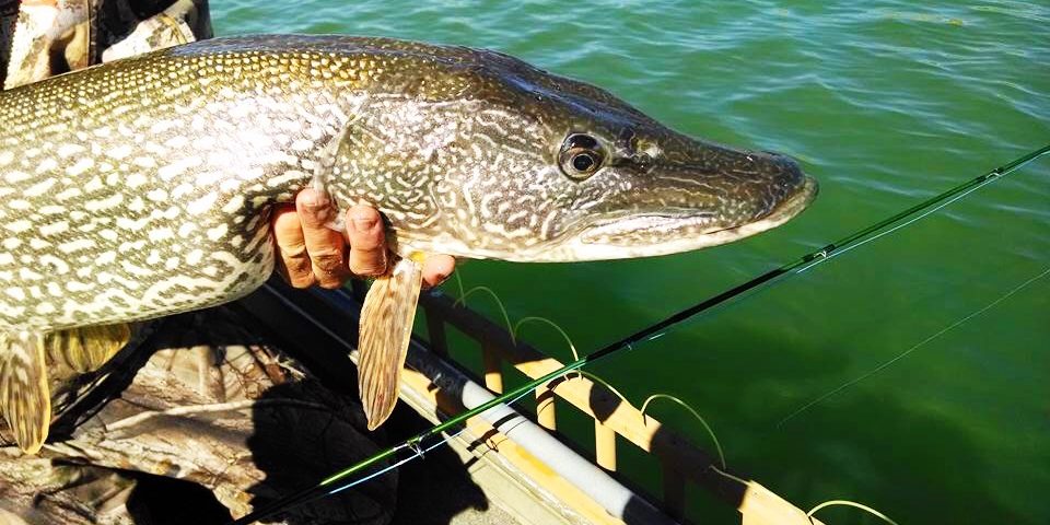 Pike-on-the-Fly-Mark-Engler-Duranglers.jpg Pike-on-the-Fly-Mark-Engler-Duranglers.jpg
