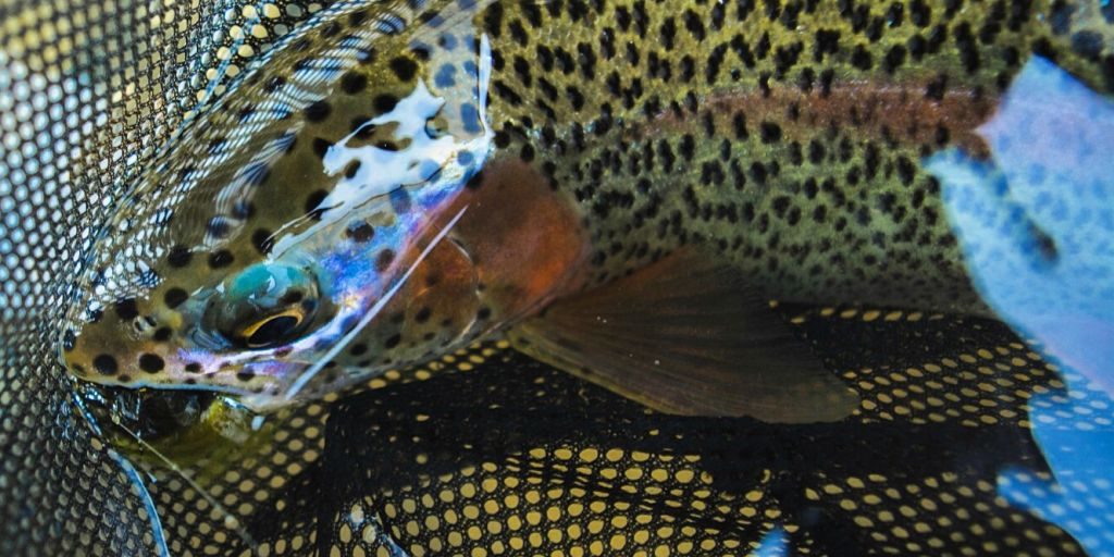 Animas Rainbow Trout in the Net Andy McKinley