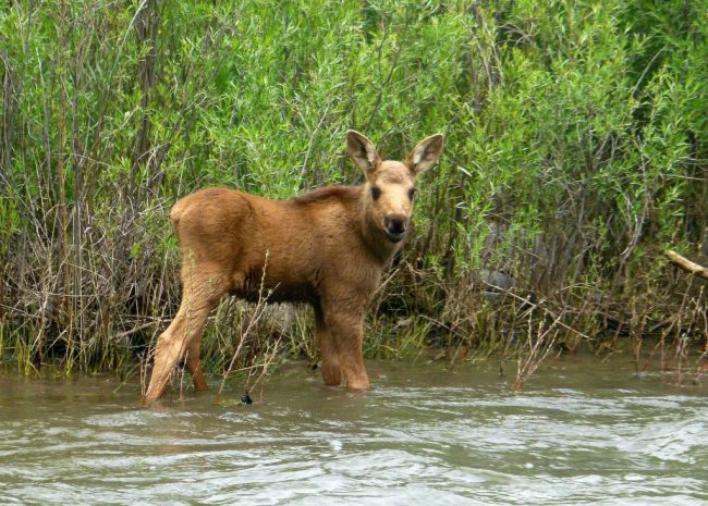 Rio-Grande-Baby-Moose-Duranglers