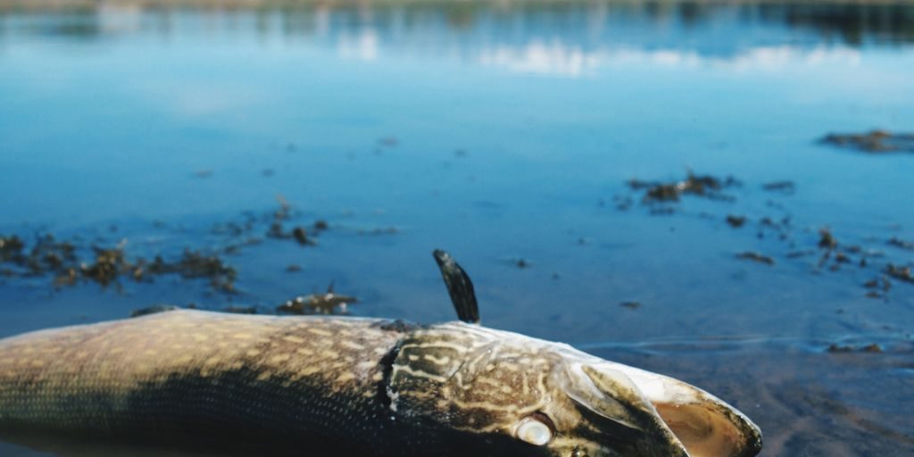 Sunbathing-pike-Andy-McKinley-Duranglers.jpg Sunbathing-pike-Andy-McKinley-Duranglers.jpg
