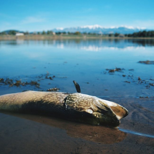 Sunbathing-pike-Andy-McKinley-Duranglers.jpg