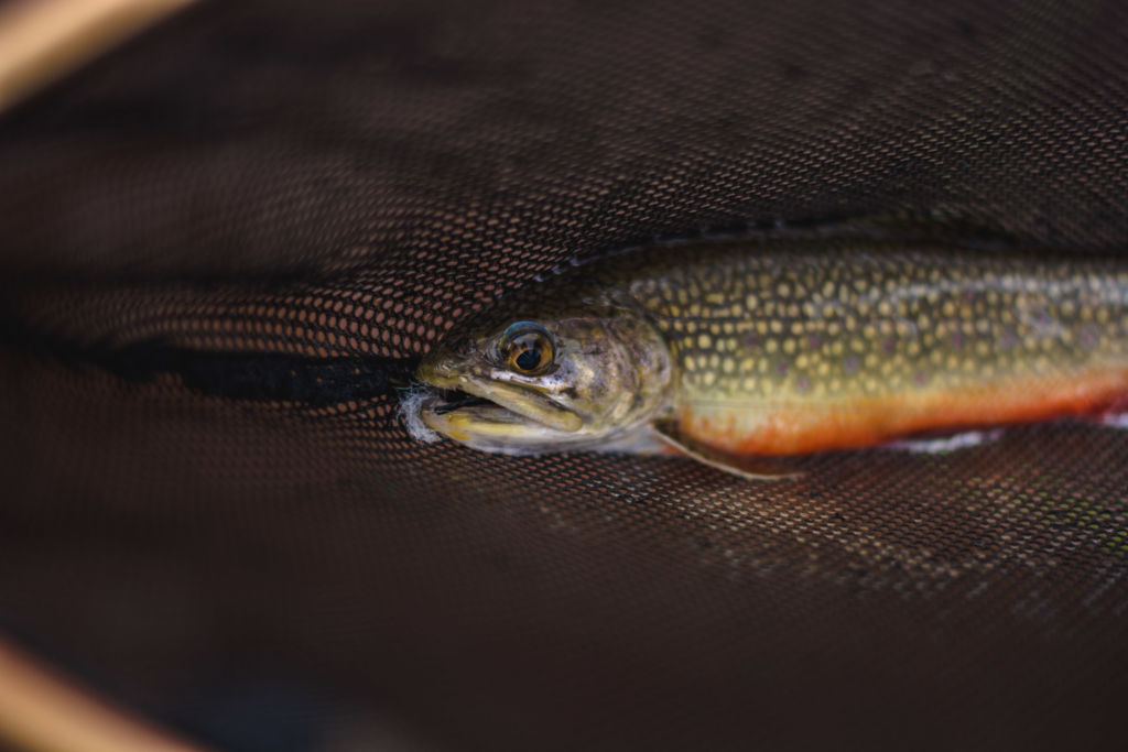 Brook Trout High Country Andy McKinley