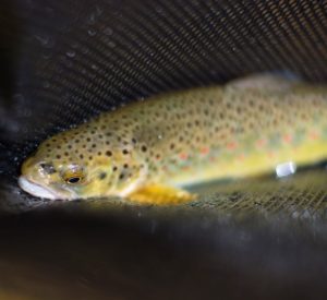Brown Trout in the net Andy McKinley