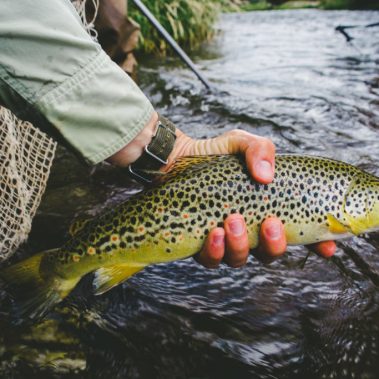 Andy McKinley Pine River Brown Trout