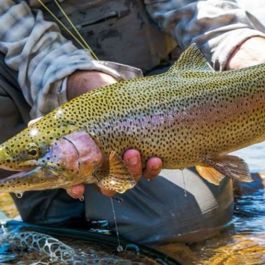 Animas River Rainbow Trout Duranglers Les Vance
