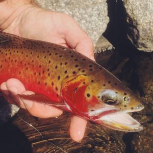 Jimmy-Largent-High-Country-Cutthroat.jpg