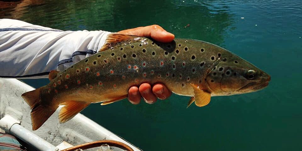 Rob-Schmidt-Animas-River-Brown-Trout.jpg Rob-Schmidt-Animas-River-Brown-Trout.jpg