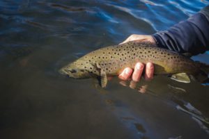andy-mckinley-winter-brown-trout-animas-river-release