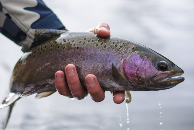 Winter Fly Fishing Archives - Duranglers Fly Fishing Shop & Guides