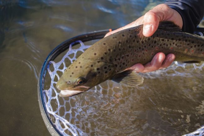Andy McKinley Brown Trout Release