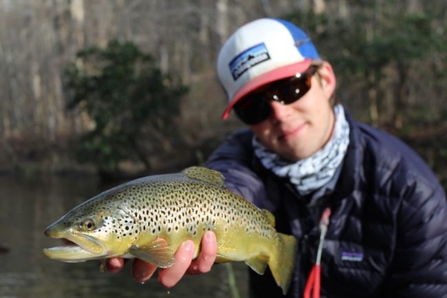 Maxwell Westheimer - Brown Trout