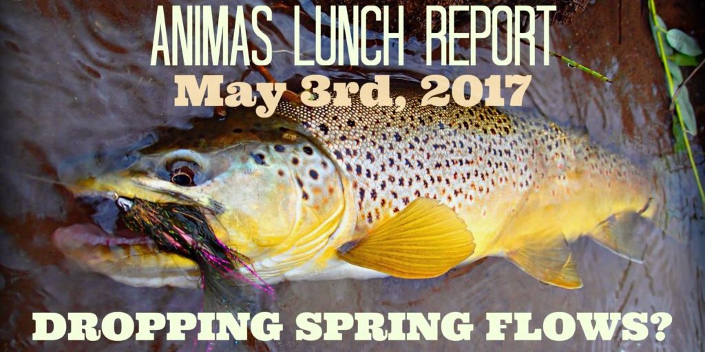 animas lunch report dropping spring flows
