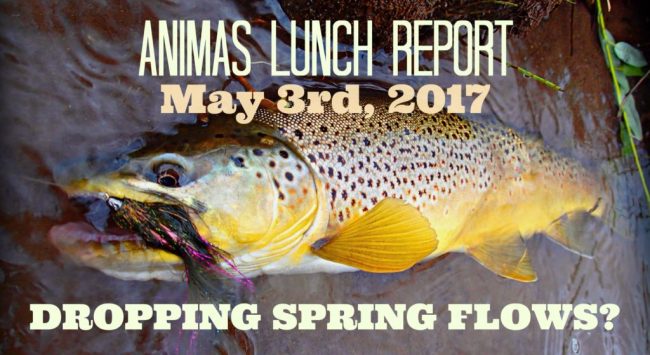 animas lunch report dropping spring flows