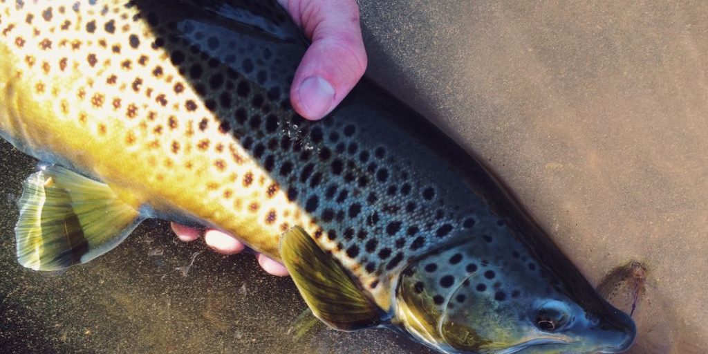 Andy-McKinley-Duranglers-Brown-Trout-on-Spey.jpg