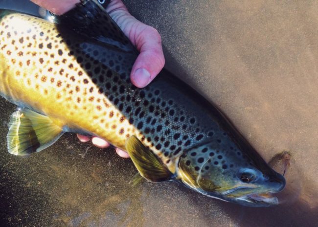 Andy-McKinley-Duranglers-Brown-Trout-on-Spey.jpg