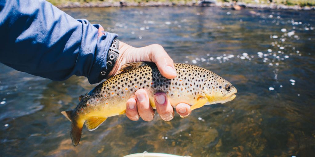 Rio Grande River Brown Trout