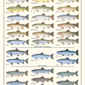 Trout Salmon and Char of North America Poster - Female