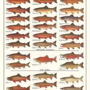 Trout Salmon and Char of North America Poster