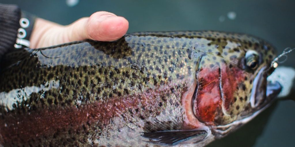 Andy McKinley Rainbow Trout