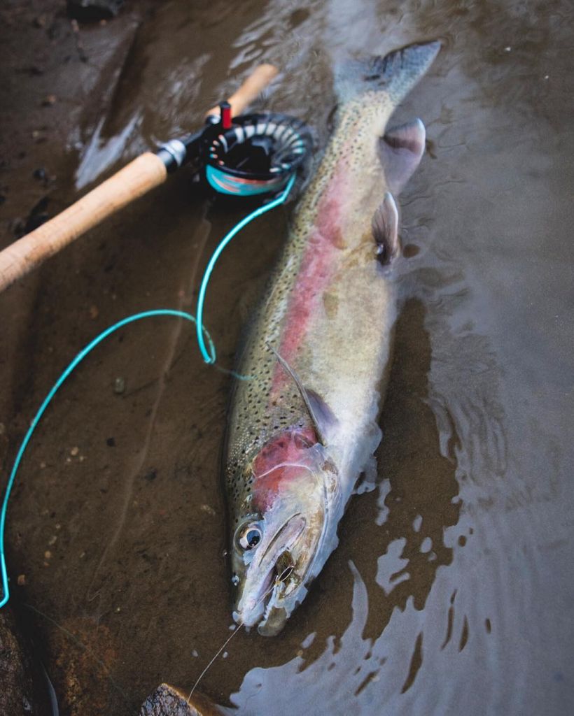 https://duranglers.com/wp-content/uploads/2021/12/Andy-McKinley-Karl-Malone-Trout-Spey-Streamer-Rainbow-Trout.jpg